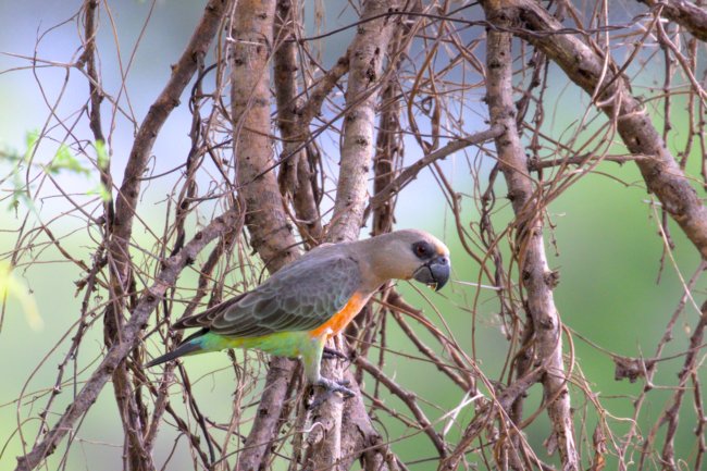 ../previews/054-3090.Red-bellied Parrot_EOSR6.jpg.medium.jpeg