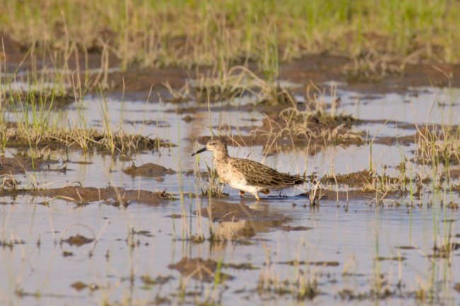 ../previews/057-3214.Wood Sandpiper_EOSR6.jpg.medium.jpeg