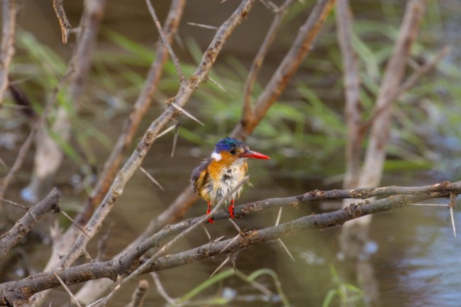 ../previews/058-3231.Malachite Kingfisher_EOSR6.jpg.medium.jpeg