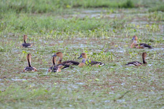 ../previews/060-3309.Fulvous Whistling Duck_EOSR6.jpg.medium.jpeg