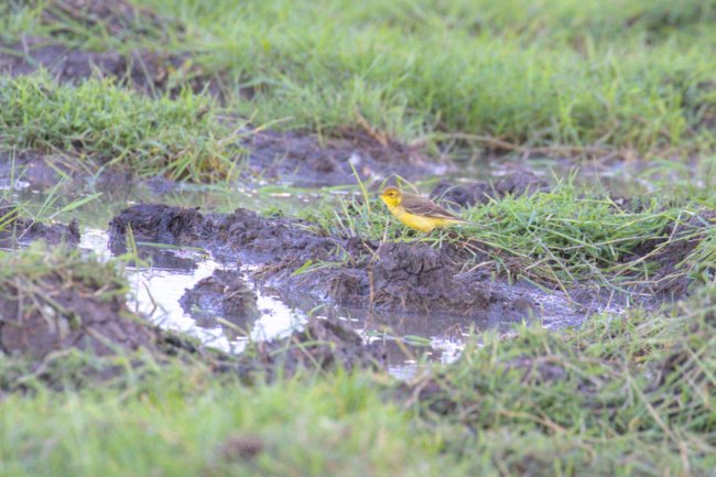 ../previews/061-3315.Western Yellow Wagtail_EOSR6.jpg.medium.jpeg