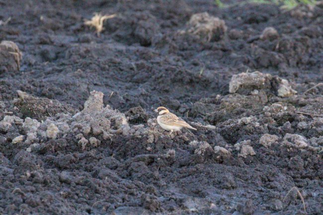 ../previews/063-3329.Fischer's Sparrow-lark_EOSR6.jpg.medium.jpeg