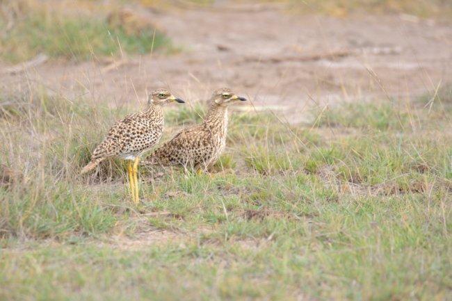 ../previews/066-3384.Spotted Thick-Knee_EOSR6.jpg.medium.jpeg