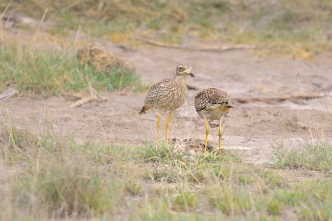 ../previews/067-3392.Spotted Thick-Knee_EOSR6.jpg.medium.jpeg