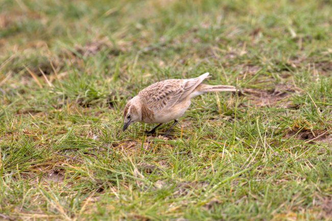 ../previews/068-3412.Red-capped Lark_EOSR6.jpg.medium.jpeg