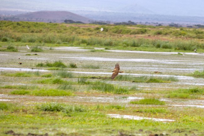 ../previews/069-3426.Eurasian Marsh-Harrier_EOSR6.jpg.medium.jpeg