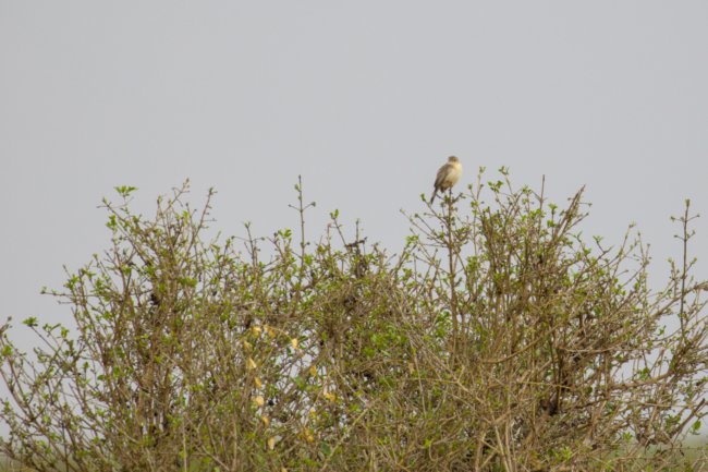 ../previews/071-3480.Ashy Cisticola_EOSR6.jpg.medium.jpeg