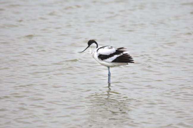 ../previews/072-3487 v1.Pied Avocet_EOSR6.jpg.medium.jpeg