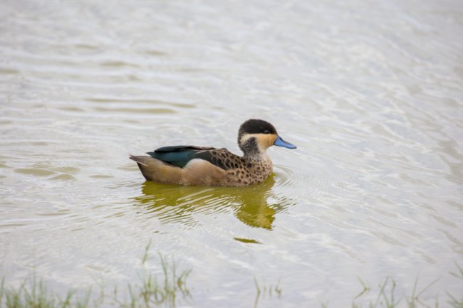 ../previews/073-3500.Hottentot Teal_EOSR6.jpg.medium.jpeg