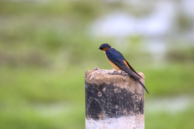 ../previews/074-3501.Red-rumped Swallow_EOSR6.jpg.medium.jpeg