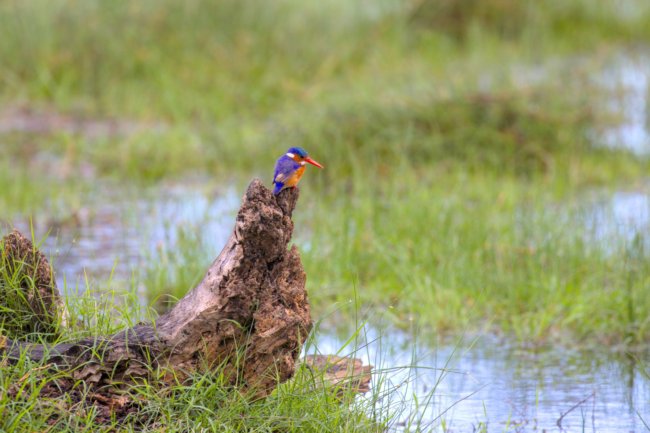 ../previews/075-3507.Malachite Kingfisher_EOSR6.jpg.medium.jpeg