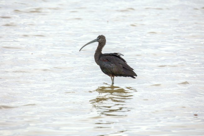 ../previews/077-3559.Glossy Ibis_EOSR6.jpg.medium.jpeg