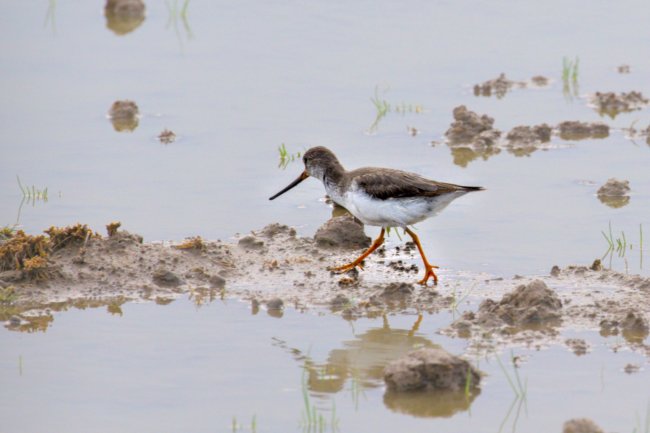 ../previews/078-3562_01.Terek Sandpiper_EOSR6.jpg.medium.jpeg