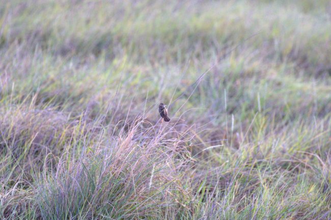 ../previews/080-3658.Pectoral-patch Cisticola_EOSR6.jpg.medium.jpeg