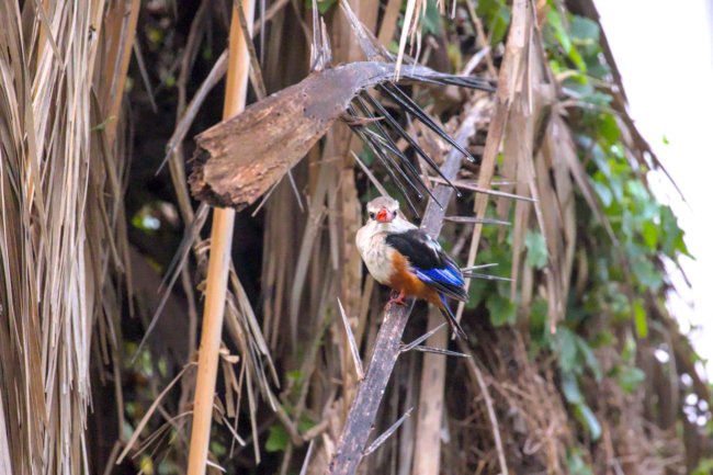 ../previews/082-3697.Grey-headed Kingfisher_EOSR6.jpg.medium.jpeg