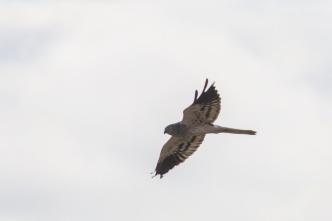 ../previews/083-3748.Montagu's Harrier_EOSR6.jpg.medium.jpeg