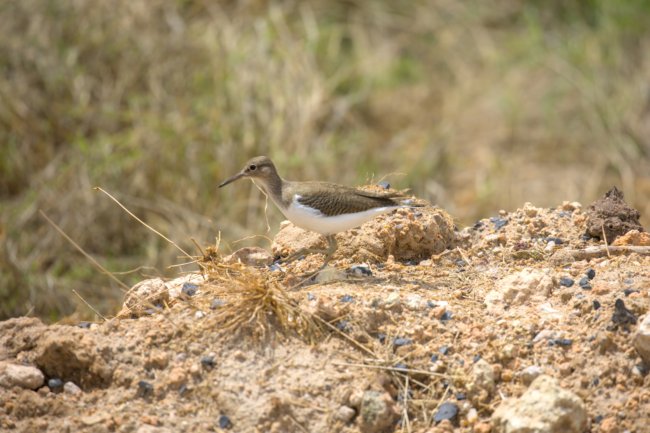 ../previews/085-3835.Common Sandpiper_EOSR6.jpg.medium.jpeg