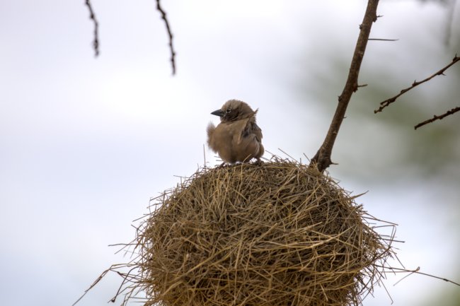 ../previews/086-3845.Grey-headed Social-Weaver_EOSR6.jpg.medium.jpeg