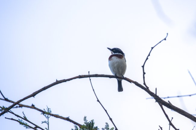 ../previews/087-3874.Chinspot Batis_EOSR6.jpg.medium.jpeg