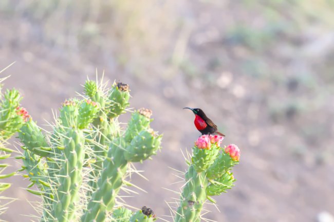 ../previews/090-3925.Scarlet-chested Sunbird_EOSR6.jpg.medium.jpeg