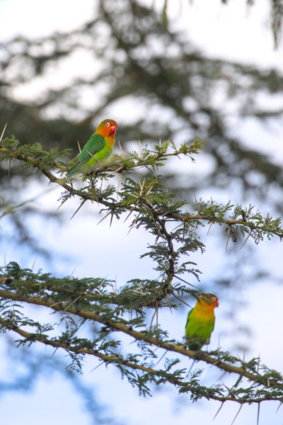 ../previews/093-3954.Fischer's Lovebird_EOSR6.jpg.medium.jpeg