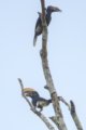 thumbnails/001-0760 v1.Silvery-cheeked Hornbill, Trumpeter Hornbill_EOSR6.jpg.small.jpeg