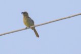 thumbnails/006-1280.Sombre Greenbul_EOSR6.jpg.small.jpeg