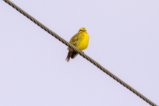 thumbnails/008-1348.Yellow-fronted Canary_EOSR6.jpg.small.jpeg