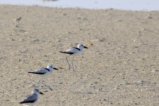 thumbnails/009-1361.Crab-Plover_EOSR6.jpg.small.jpeg