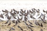 thumbnails/011-1391 v1.Curlew Sandpiper, Lesser Sand-Plover_EOSR6.jpg.small.jpeg