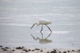 thumbnails/012-1396.Dimorphic Egret_EOSR6.jpg.small.jpeg