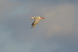 thumbnails/015-1583.Caspian Tern_EOSR6.jpg.small.jpeg