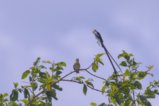 thumbnails/017-1735.Pin-Tailed Whydah_EOSR6.jpg.small.jpeg