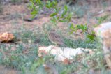 thumbnails/018-1800.Pink-breasted Lark_EOSR6.jpg.small.jpeg