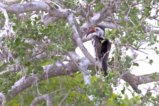 thumbnails/019-1850 v1.Southern Red-billed Hornbill_EOSR6.jpg.small.jpeg