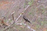 thumbnails/021-1864.Wattled Starling_EOSR6.jpg.small.jpeg