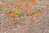 thumbnails/022-1878.Golden Pipit_EOSR6.jpg.small.jpeg