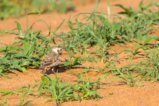 thumbnails/023-1930.Chestnut-headed Sparrow-Lark_EOSR6.jpg.small.jpeg