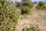 thumbnails/024-1967.Somali Bee-eater_EOSR6.jpg.small.jpeg