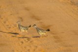 thumbnails/025-1993.Crested Francolin_EOSR6.jpg.small.jpeg