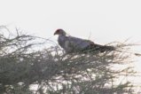 thumbnails/028-2113.Secretarybird_EOSR6.jpg.small.jpeg