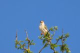 thumbnails/030-2201.Pygmy Falcon_EOSR6.jpg.small.jpeg