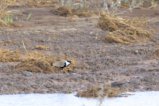 thumbnails/033-2248.Spur-Winged Lapwing_EOSR6.jpg.small.jpeg