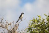 thumbnails/034-2327.Long-tailed Fiscal_EOSR6.jpg.small.jpeg