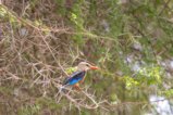 thumbnails/036-2405.Grey-headed Kingfisher_EOSR6.jpg.small.jpeg