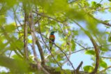 thumbnails/039-2460.Black-bellied Sunbird_EOSR6.jpg.small.jpeg