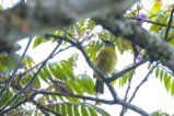 thumbnails/040-2503.Stripe-cheeked Greenbul_EOSR6.jpg.small.jpeg