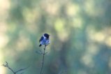 thumbnails/041-2516.African Stonechat_EOSR6.jpg.small.jpeg