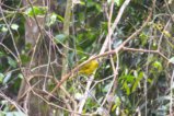 thumbnails/042-2581.Stripe-cheeked Greenbul_EOSR6.jpg.small.jpeg