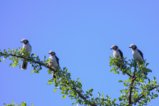 thumbnails/045-2668.White Helmetshrike_EOSR6.jpg.small.jpeg